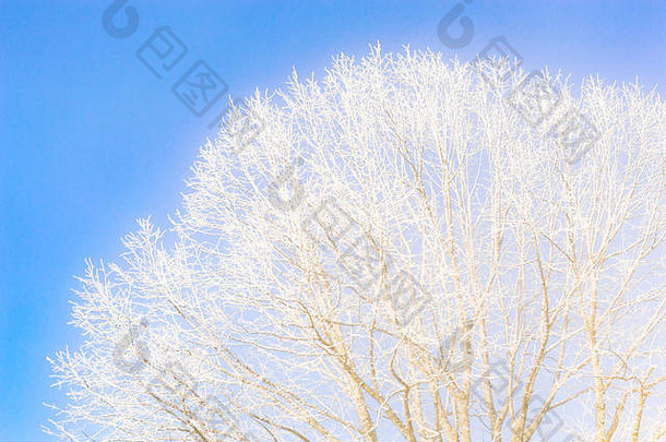 冻<strong>树</strong>分支机构清晰的蓝色的天空股票照片冷淡的冬天好天气