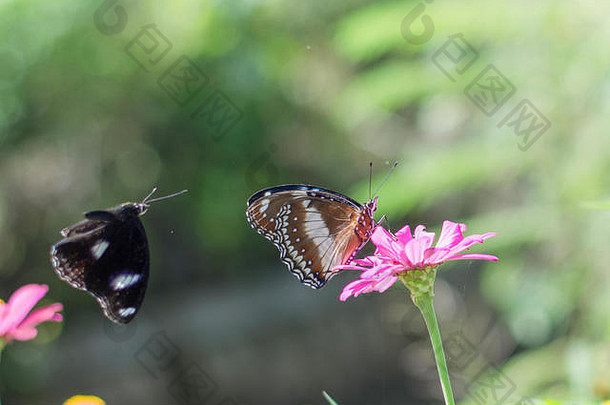 花园里美丽的蝴蝶