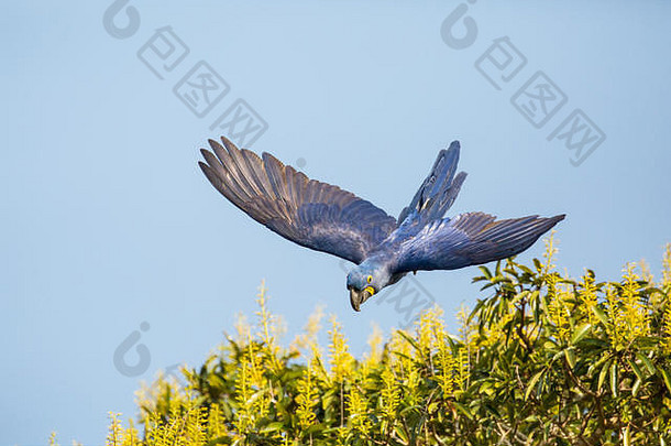 在巴西马托格罗索州潘塔纳尔地区，沿Cuiaba河从烛台上飞出的风信子金刚鹦鹉