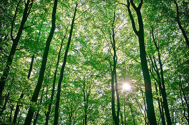 在<strong>森林</strong>里<strong>的</strong>树上可以探测到阳光