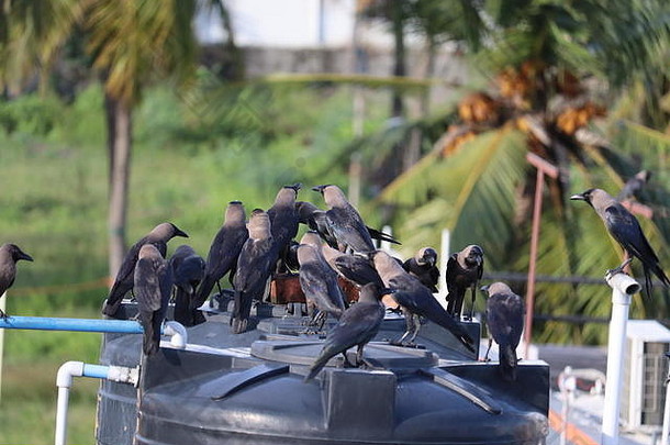 自然界中的一群黑乌鸦