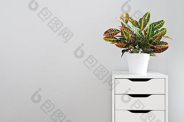 明亮的植物和现代的白色抽屉柜。