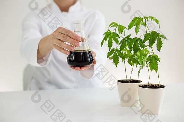 女科学家拿着一个<strong>玻璃</strong>碗，碗里盛着从植物中提取的cbd油。医用的保健药房。有一个医疗中心