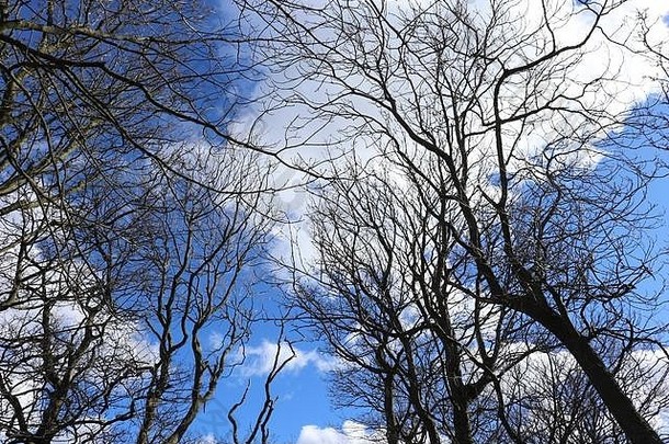 没有叶子的树梢在蓝天的衬托下，有蓬松的白云和的空间