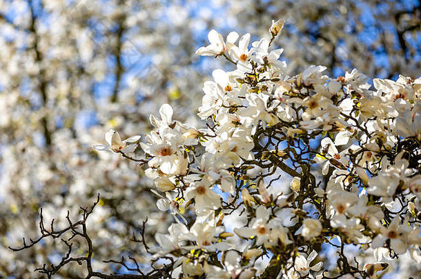 捷克共和国春季布拉格，蓝天映衬下盛开的白玉兰花枝