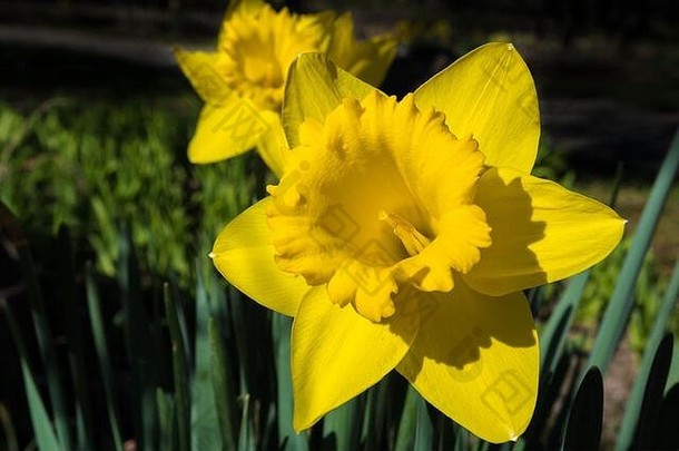 黄色的开花阳光照射的水仙花春天