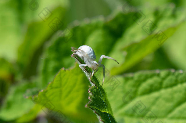 白蟹蜘蛛（Misumena vatia）