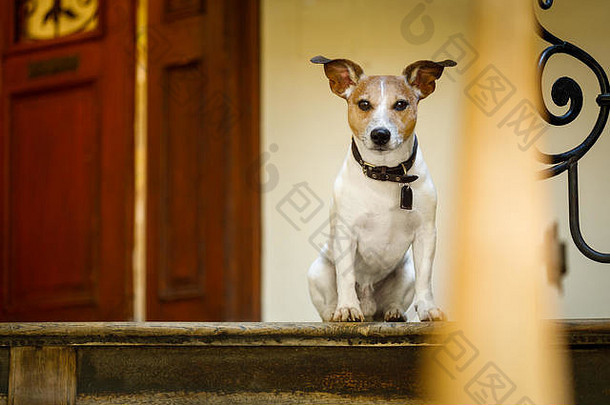 杰克·拉塞尔（jack russell）的狗在家门口的楼梯上等着，准备和主人一起散步（光线很暗）