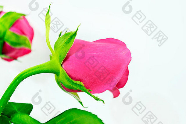 的角度视图粉红色的巴德玫瑰