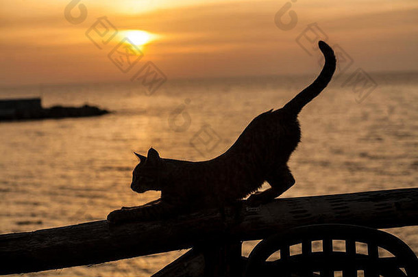 撒丁岛卡拉戈诺内海上<strong>的猫</strong>