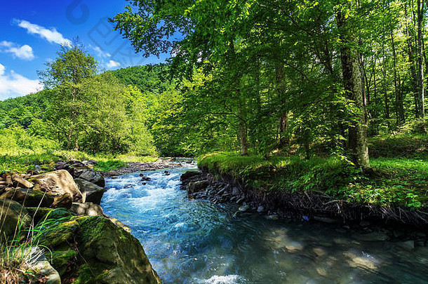美丽的<strong>夏日</strong>风景在小森林河边。汹涌的水流在岸边的岩石间流过。树<strong>上新</strong>鲜的绿叶。林山