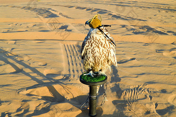 迪拜沙漠中一只美丽的蒙着<strong>眼睛</strong>的猎鹰。
