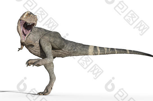 霸王龙恐龙，霸王龙爬行动物跺脚，白色背景上隔离的史前侏罗纪动物，3D插图