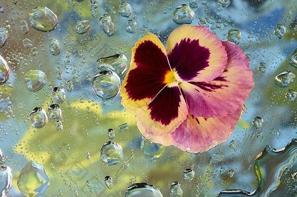冬天堇型花花瓣背景色彩鲜艳的水滴自然植物表示