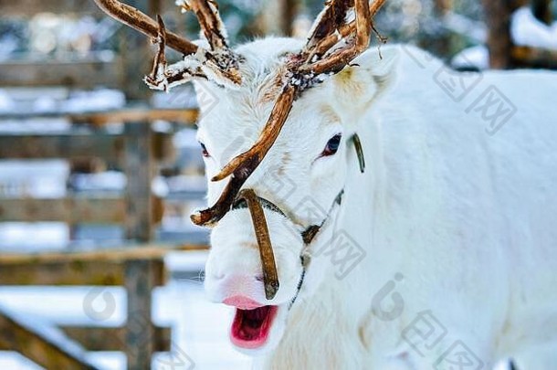 芬兰冬季拉普兰农场的白色驯鹿
