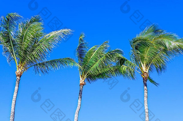 风中的夏威夷棕榈树