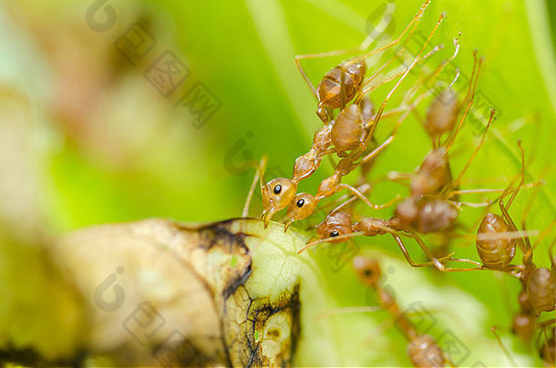 红色的蚂蚁团队合作绿色自然花园
