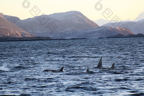 家庭虎鲸游泳峡湾挪威山