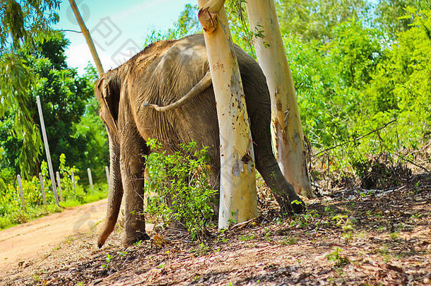 亚洲大象走跟踪
