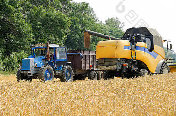 在阳光明媚的夏日收获小麦时，联合收割机将小麦装载在牵引拖车中