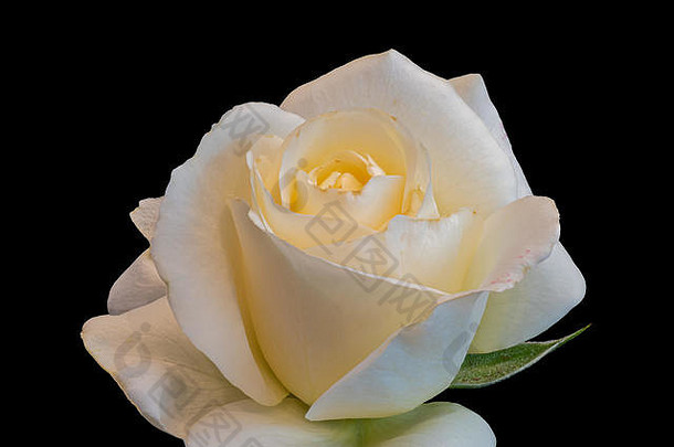 温暖的黄白色幼玫瑰花宏观，黑色背景，艺术静物花卉特写，单孤立的绿叶开花