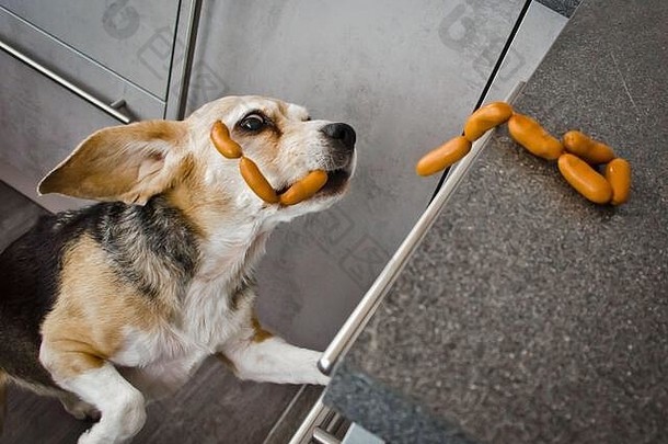 淘气的小猎犬号狗偷了香肠