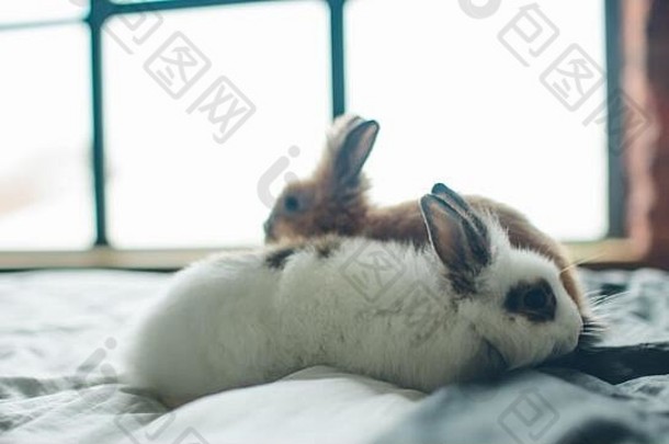 集团美可爱的甜蜜的复活节兔子兔子婴儿各种颜色黑色的棕色（的）白色房间床上