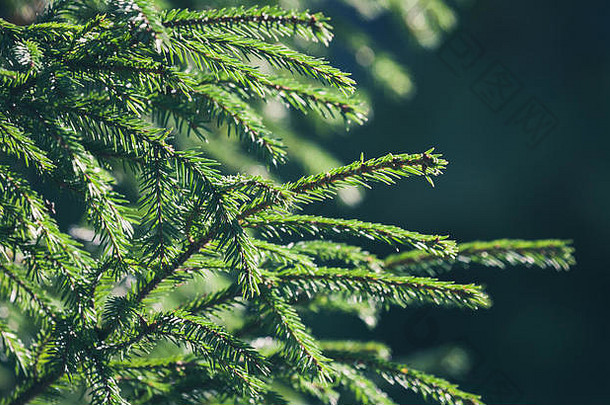 新鲜的绿色云杉枝背景。具有软选择焦距的特写照片