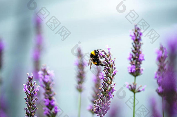 关闭大黄蜂美丽的薰衣草盛开的早期夏天阳光明媚的一天软背景散景