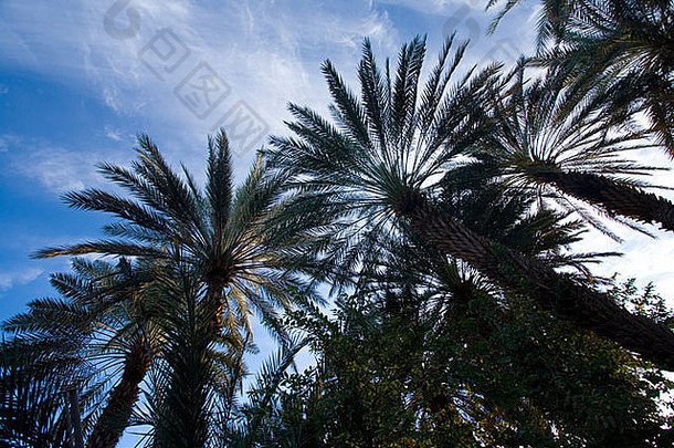 棕榈树sayun也门