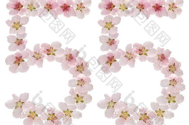 数字55，55，来自桃树的天然粉红色花朵，在白色背景上分离