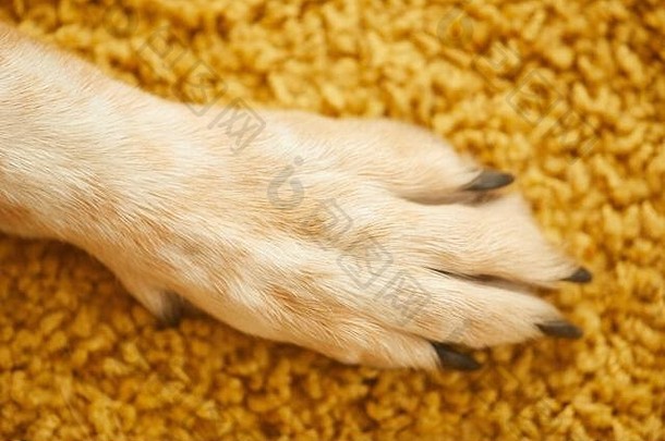 黄色地毯上白色皮毛的狗爪特写