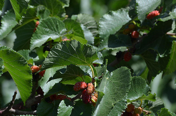 乌兹别克中部努拉托山脉黑桑树（桑属）树叶和果实