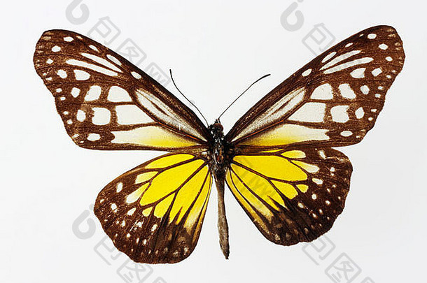 前拍摄计划视图nymphalidae蝴蝶打开长翅膀的白色背景工作室