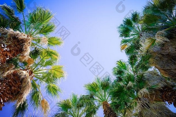 在美国蓝天的映衬下，扇形棕榈树干在阳光下迎风吹动着叶子