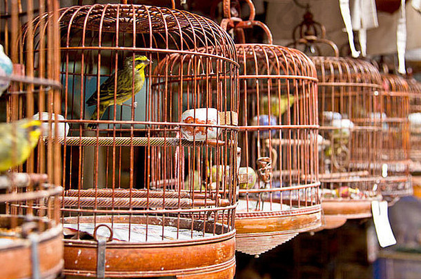 香港鸟类市场笼子里的鸟