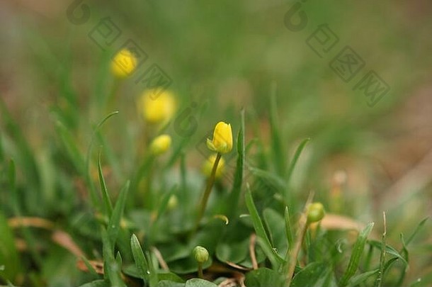 黄色的沼泽金盏花花成长春天场宏照片