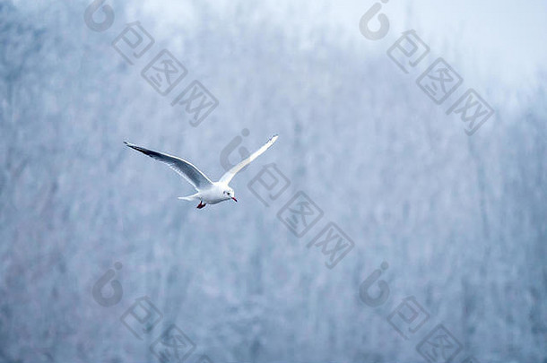 黑色的领导金Chroicocephalus里迪本杜斯飞行黛西角落国家公园显示冬天羽毛