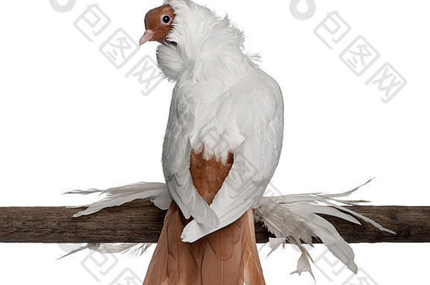 德国头盔，羽毛足鸽子栖息在白色背景前的木头上