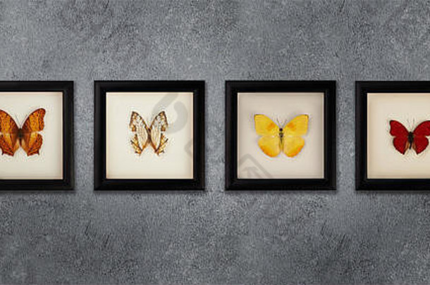 灰色墙壁上玻璃下的一组蝴蝶
