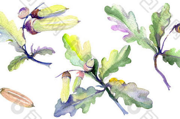 森林橡子，绿叶和坚果。水彩背景插图集。孤立的橡木元素。