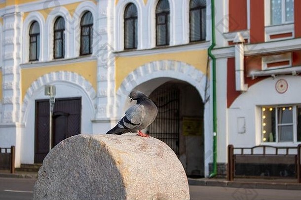 一只好奇的灰色城市<strong>鸽子</strong>坐在石头栅栏上