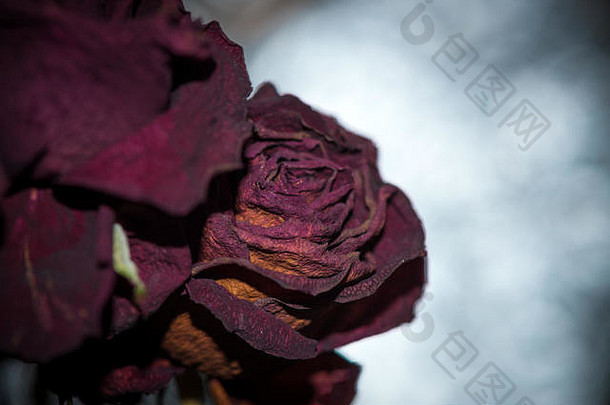干花详细微距摄影。用作室内装饰和网页设计。一束<strong>黑色</strong>的干玫瑰。在闪光灯下晒干的玫瑰。