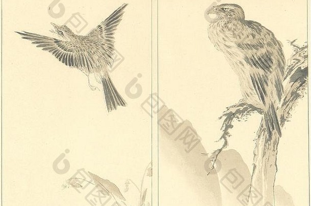 日本鸟匿名研究古董古董打印图片