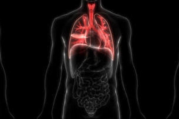 人体呼吸系统解剖学