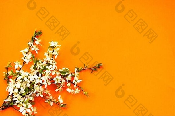 白色樱桃花花朵橙色背景前视图复制空间