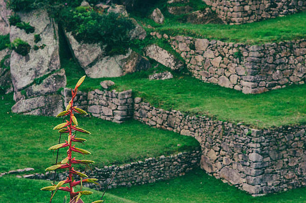 美丽的红色的黄色的花古老的还农业梯田背景秘鲁人