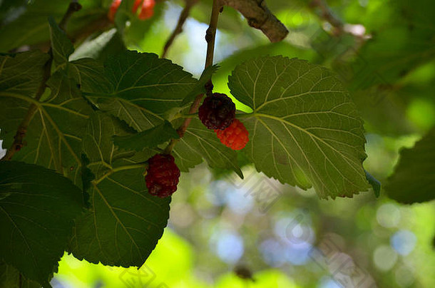 黑色的桑树桑属黑质叶子水果nuratau山中央乌兹别克斯坦