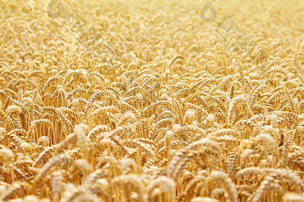 小麦场耳朵金小麦关闭美丽的景观农村风景早期早....背景成熟的耳朵小麦场丰富的哈里