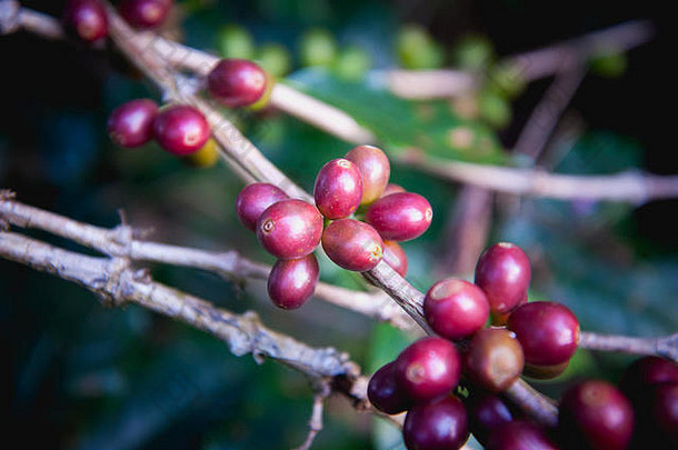 泰国北部一棵树上成熟的咖啡豆
